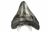 Fossil Megalodon Tooth - South Carolina #168138-2